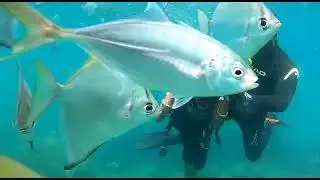 Scuba Diving in Goa