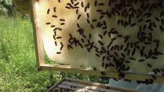 Foundationless frames in a beehive