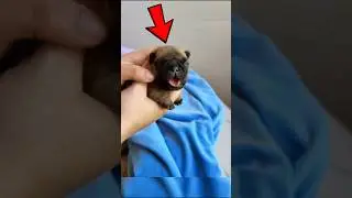 😱 Helpless Puppy Crying for Help&hellip; Rescued ❤🐶