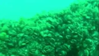 Straits of Mac dive 9/15/2012 video 1