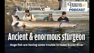 Тяжёлые времена для легендарного осетра реки Снейк: подкаст Lewiston Tribune