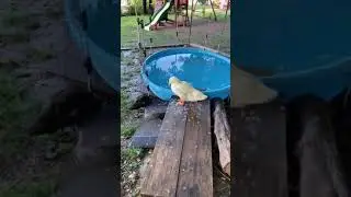 Petey, The Preen Queen