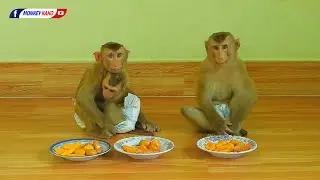 Monkey Eat Fruits | Little Kako With Luna And Tiny Olly Enjoying Fruits