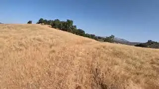 Loping through a pasture in Huasna Ranch in June. Listed to the wind!
