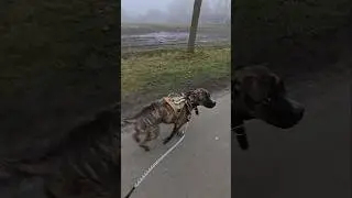 Can you still run on the crocs?🤣🫶🏼🇳🇱🇬🇱#dog #morning  #running #walk