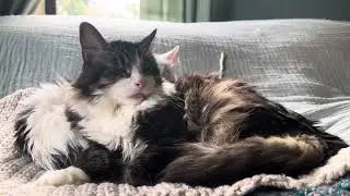 Ralphie Jr. uses Lady as a pillow