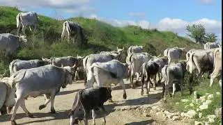 Transumanza di Podoliche / San Chirico Nuovo - Oppido Lucano - PZ
