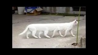 OMG So Cute &hearts; Funny Cats and Dogs ❤ #FunnyCats #FunnyDogs #FunnyVideos