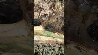 Beautiful water feature #beautiful #nature #garden #shorts