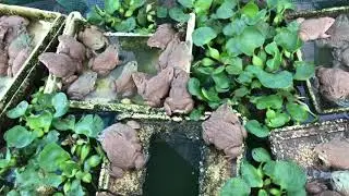 Frog broodstock in FARDEC, Cambodia.