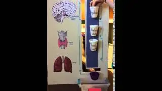 Endocrine System Model