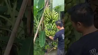Cara lain untuk panen pisang