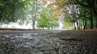 Rainy Day in Park  this sounds of Rain Drops will help You Sleep Well Today
