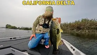Big Girls up Shallow and First Frog Bite of the Year - California Delta