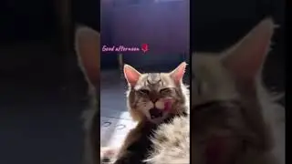 #cat #catlover #cats #single #singelmom