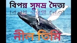 বিলুপ্তির পথে নীল তিমি ! সমুদ্রের রাজা আজ বিপদে ! Blue  Whale ! The History Channel