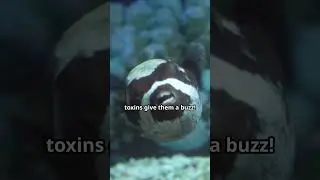 Did You Know? Dolphins Get High on Pufferfish | Mind-Blowing Dolphin Facts!