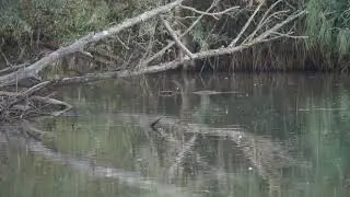 Zwemmende bever in Utrechts landschap