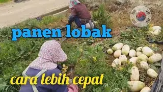 Panen Lobak Musim Terakhir, Cara Lebih Cepat #TKI #Korea