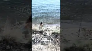 He jumped from the riverbank  😁🤍 #teamwork #fishing #murrayriver