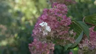 Z Cam E2 4K Video: Marsh Gardens