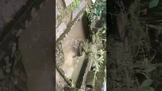 The Crocodile farm/ conservation center Palawan