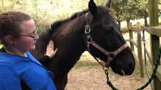 Administer enteral: Dose syringe horse