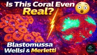 This Coral Looks FAKE&hellip; But It&rsquo;s Real 😱 | Blastomussa Wellsi & Merletti