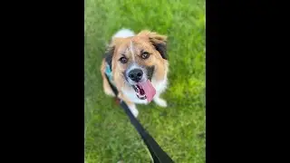 Adoptable  1.5 year old 