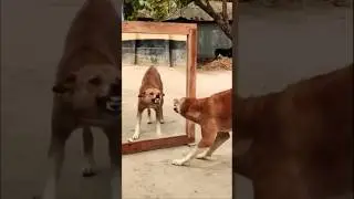 Dog Sees Himself in Mirror 🤣| Mirror Prank on Dogs #funny #dog #shorts