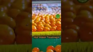 Pakistan Best Kinnow Export Grade - Free Delivery #kinnow #fruit #orange #orangejuice