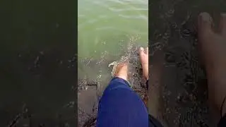#goawalebeach #goasongs #shortvideo #song #songstatus