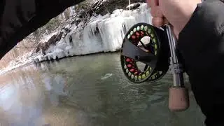 16 Mile Creek Steelhead Feb  2018