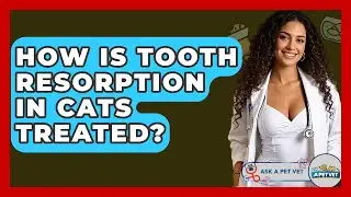 How Is Tooth Resorption In Cats Treated? - Ask A Pet Vet