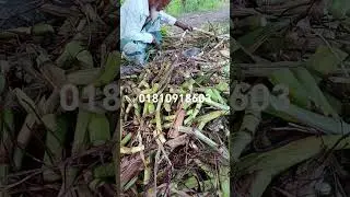 American Guatemala Grass cultivation in Bangladesh