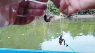 Umpan Pumpun Mancing di Muara, Dapat Banyak