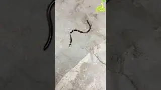 Brahminy Blind Snake | Episode - 01