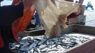 Trawl Net Fishing On The Big Boat - Catch Hundreds Tons At Sea, Biggest Fishing Net | @FISH_TV