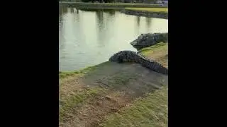 Crocodile Dundee at the golf 😇😂#movie #crocodiledundee #crocodiles #golflife #golfmexico #anim