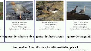 Ave, ordem Anseriformes, fam&iacute;lia Anatidae, pe&ccedil;a 1 anas bird caerulescens marreca-colhereira Dan