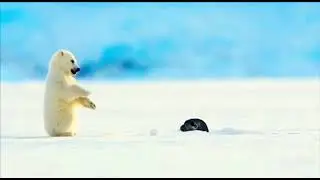 Забавный белый медвежонок funny teddy bear