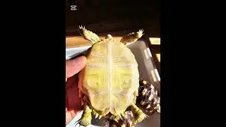 7 months of Sulcata
