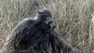Werewolf Run! Varulv Clip A horror movie by: Elias Hernandez and Darold Delgado