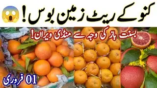 Kinnow Prices Hit Rock Bottom 😱 | Lahore Mandi Update | 1 Feb 2026