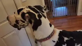 The Guinness World Record tallest living female dog is a Connecticut great Dane
