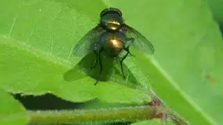 Flip Ultra HD Macro Lens part 2