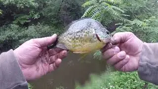 A bit of Multi species fishing, June 2020 with My Pal Harry!!!