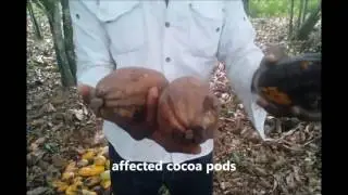 control of blackpod disease