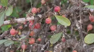 אשחר ארץ ישראלי עם פירות אדומים Rhamnus lycioides with red fruits