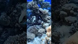 Маскированный аротрон  #scubadiving #fish #scubadivingislife #ocean #discoverscubadiving #nature
